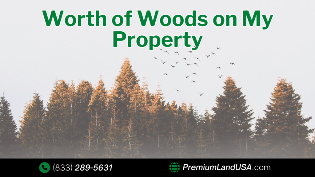 Are the Woods on My Property Worth Money?