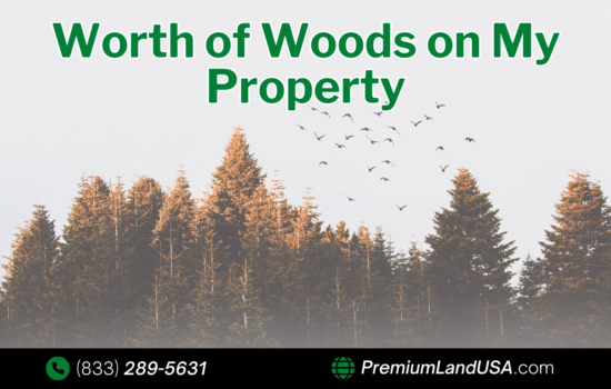 Are the Woods on My Property Worth Money?